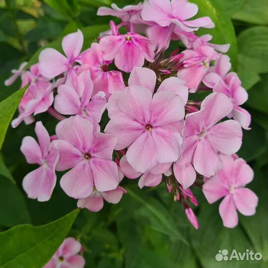 Флоксы сортовые