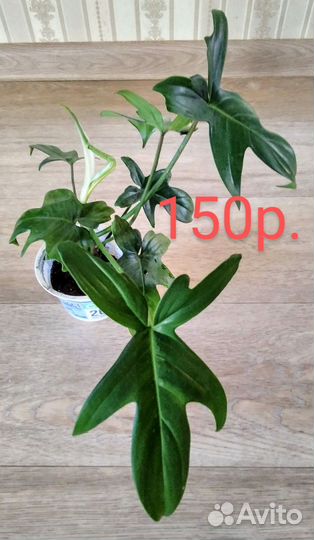 Хойя триколор, филодендрон