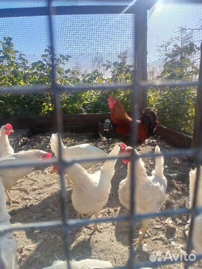 Курицы несушки молодки