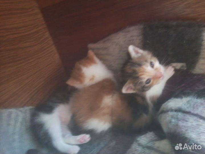 Котята ищут семью