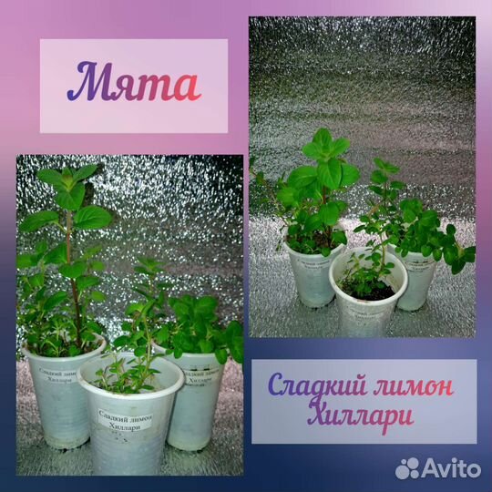 Мята свежая