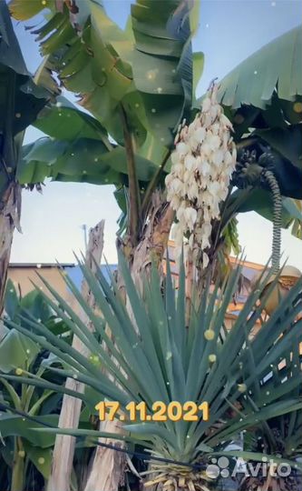 Банановая пальма