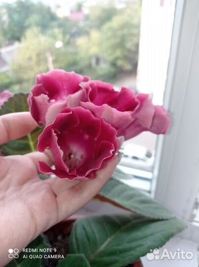 Листья глоксинии