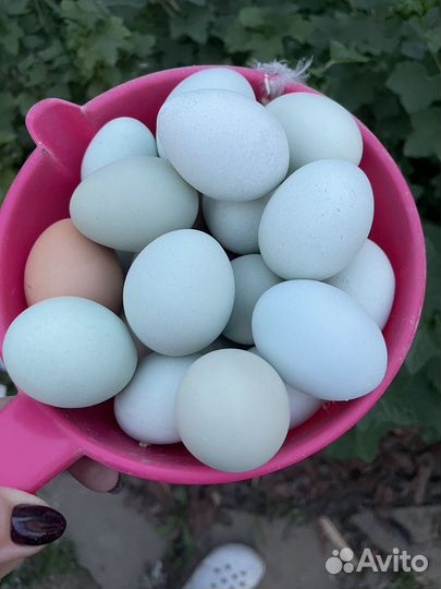 Инкубационное яйцо - лакеданзи