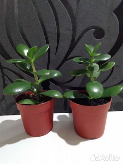 Денежное дерево детки