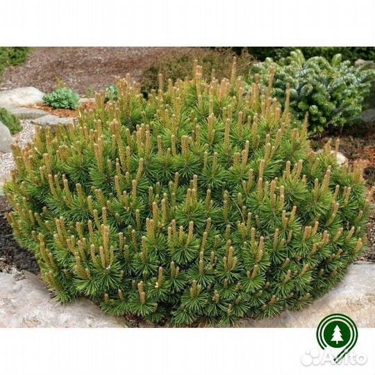 Сосна горная экстра качество