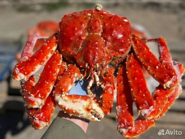 Краб целый камчатка