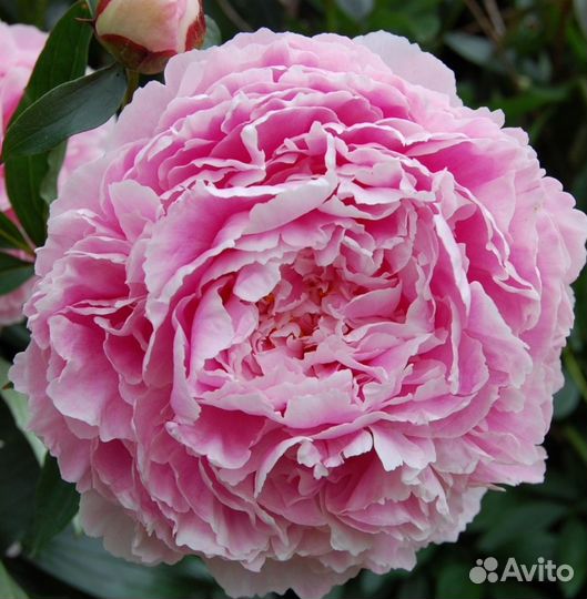 Пион Сара Бернард