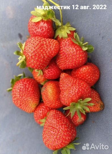 Саженцы клубники Маджестик