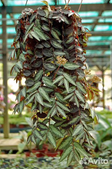 Много интересных растений