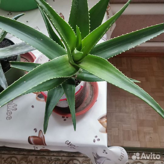 Комнатные цветы