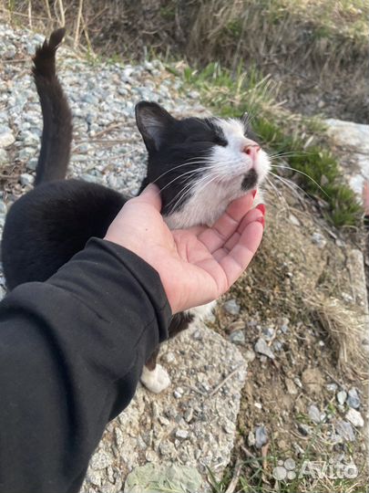 Кот,ищет дом,добрый и ласковый