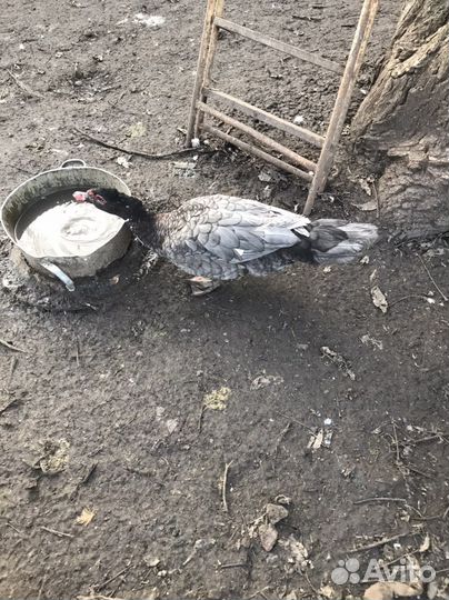 Мускусные утки немецкой линии