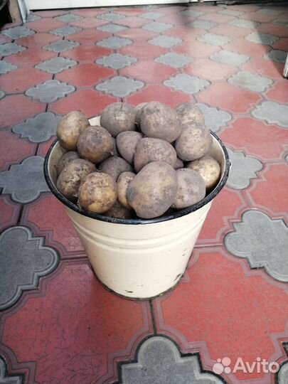 Семенной картофель