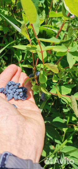 Жимолость съедобная 5 лет