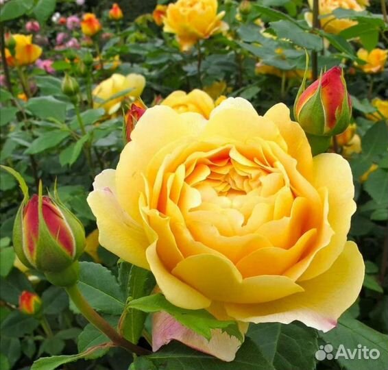 Саженцы роз открыт сезон продаж отправлю по России