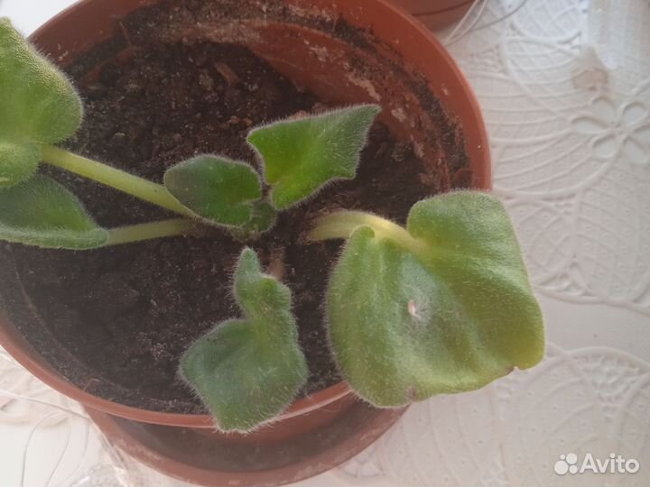 Фиалки детки