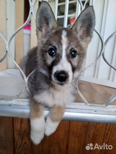 Отдам в добрые руки