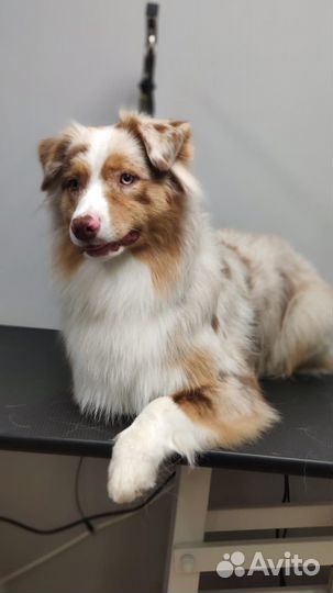 Грумер/Помощник грумера