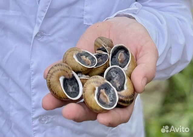 Улитка Muller, улитка Maxima