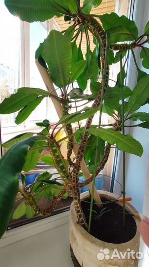 Комнатное растение