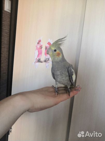 Попугай выкормыш Корелла