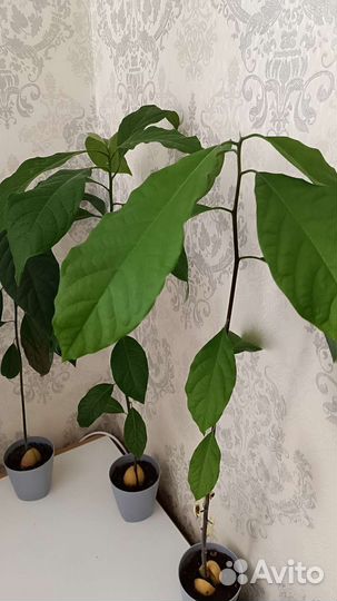 Авокадо растение