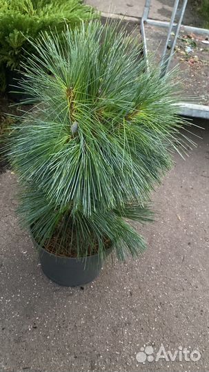 Сосна Витхорст