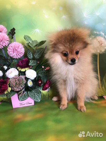 Малый немецкий шпиц