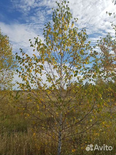 Саженцы крупномеры рябины,березы,тополя