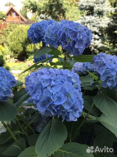 Гортензия крупнолистная