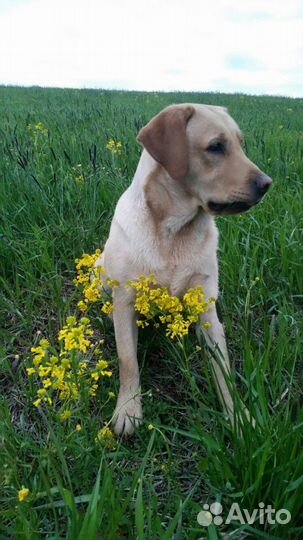 Лабрадор ретривер вязка.кабель