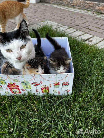 Отдадим очаровательных котят