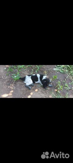 Курцхаар, мальчик