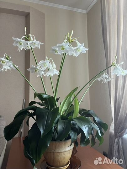 Эухарис (амазонская лилия)