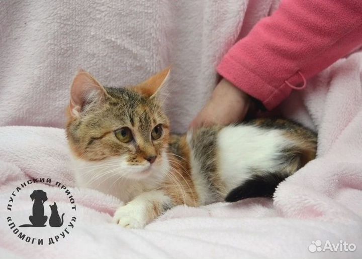 Мона с зоны сво ищет уютный дом