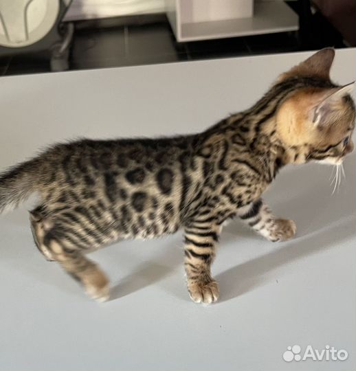 Бенгальская кошечка