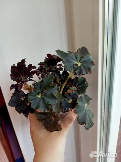 Бегония черная мамба