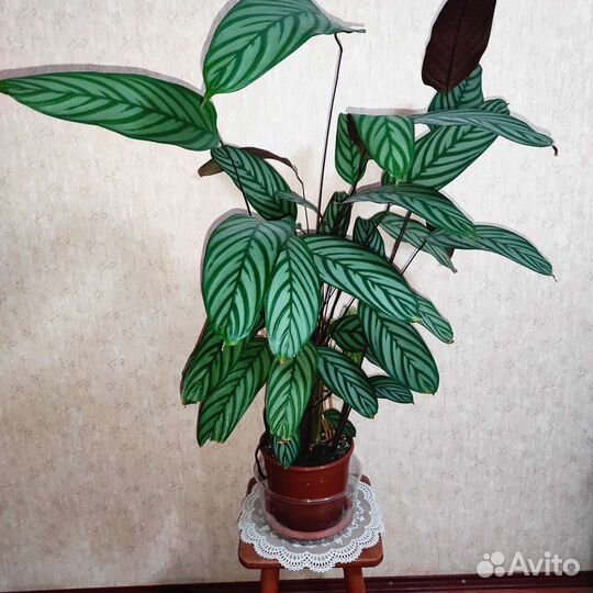 Педилантус и Ктенанта цветы