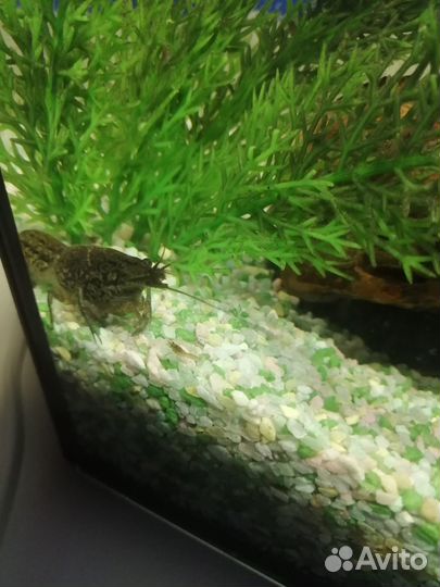 Мраморный рак