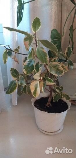 Фикус, пальма