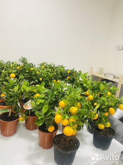 Мандарин лимон