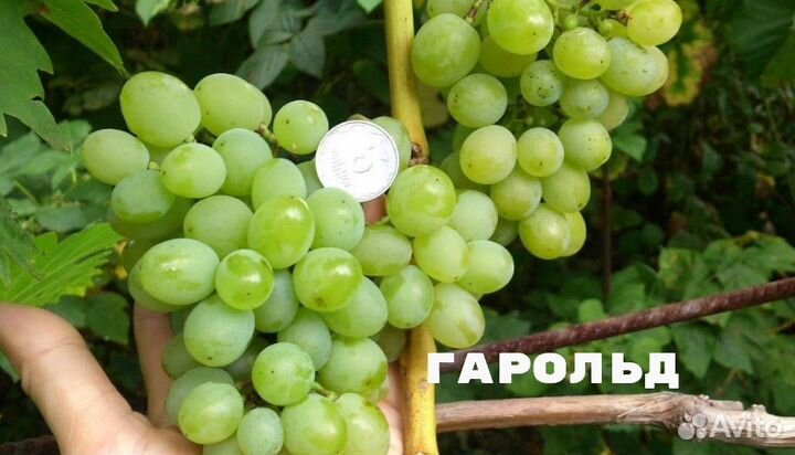 Черенки-чубуки столового винограда сорта разные