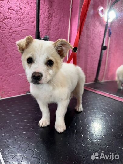 Щенки в добрые руки