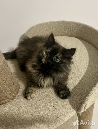 Сибирская черепаха