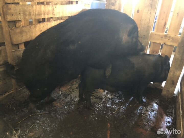 Вьетнамский хряк рабочий