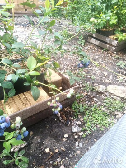 Голубика саженцы