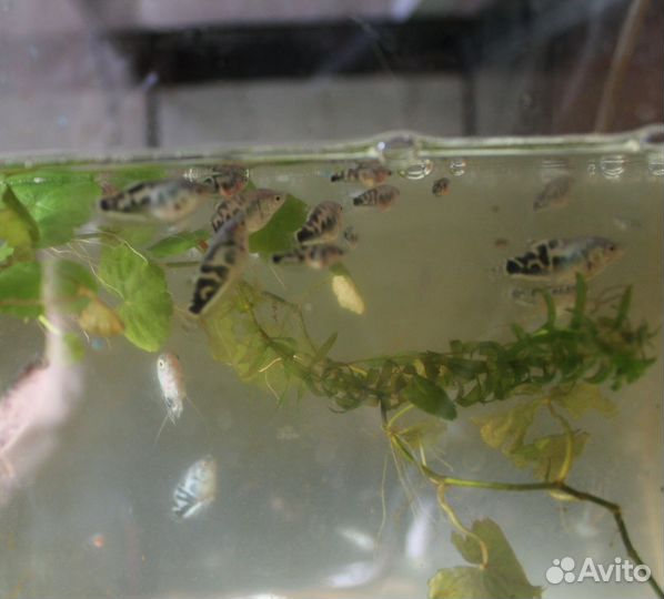 Гурами мальки