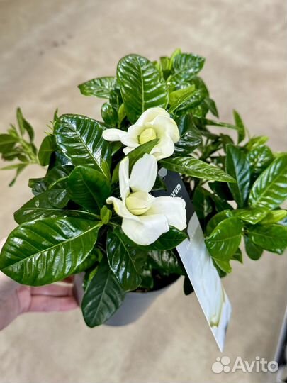 Гардения жасминовидная