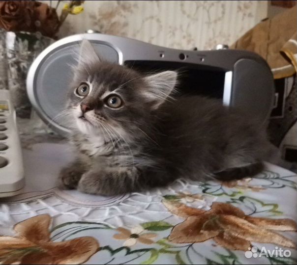 Котята отдам в добрые руки бесплатно